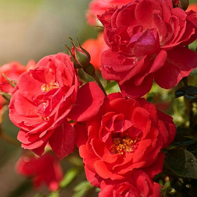 Rosa 'Oso Easy Mango Salsa'