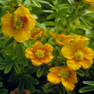 Potentilla f. 'Mango Tango'