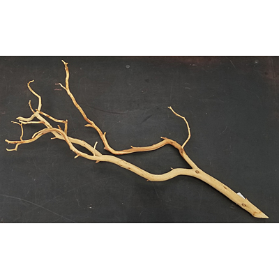 SuperMoss Manzanita Branch