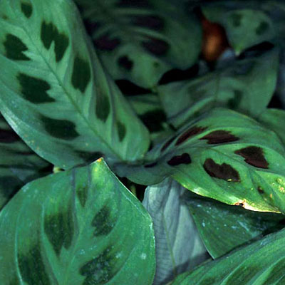 Maranta leuconeura