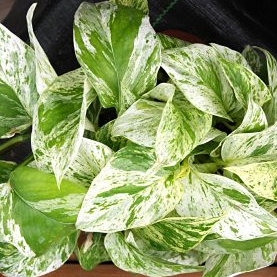 Epipremnum aureum 'Marble Queen'