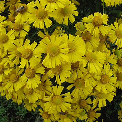 Helenium a. 'Mariachi Sombrero'