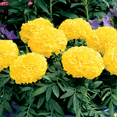 Marigold 'Antigua Yellow'