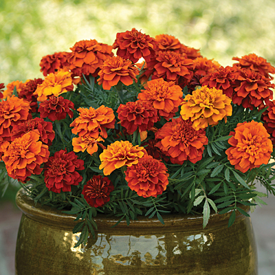 Marigold 'Fireball'
