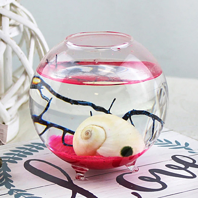 Marimo Terrarium - Orb