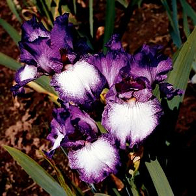 Iris g. 'Mariposa Autumn'