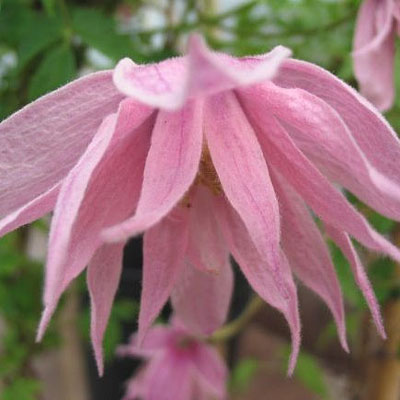 Clematis m. 'Markham's Pink'