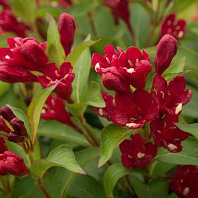 Weigela f. 'Date Night Maroon Swoon'