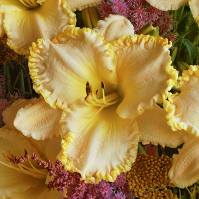 Hemerocallis 'Marque Moon'