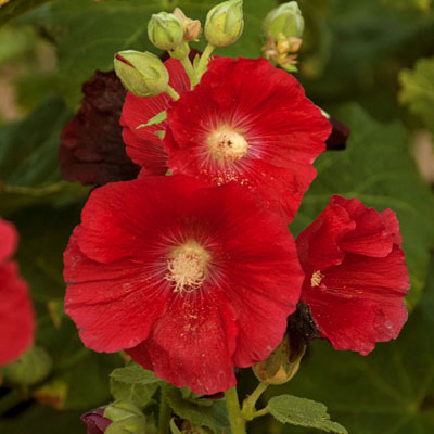 Alcea r. 'Mars Magic'