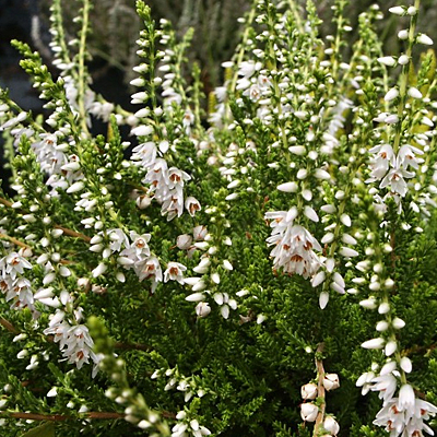 Calluna v. 'Martha Herman'