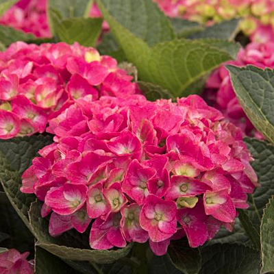 Hydrangea m. 'Martha's Vineyard'