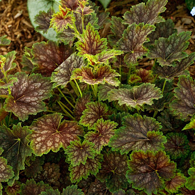 Heuchera a. 'Marvelous Marble'