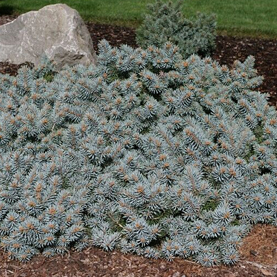Picea p. 'St Mary's Broom'