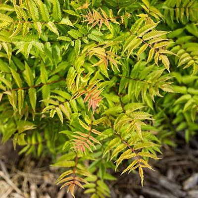 Sorbaria sorbifolia 'Matcha Ball'