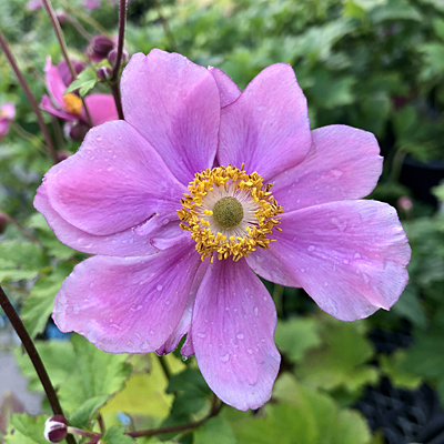 Anemone x 'Max Vogel'