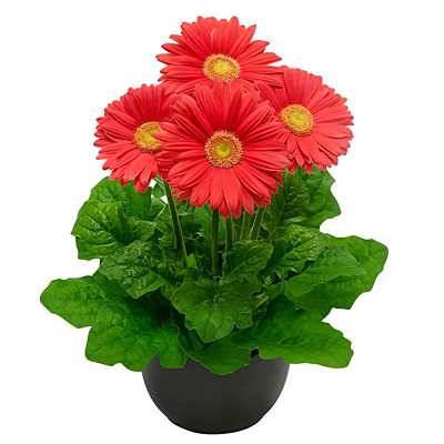 Gerbera 'Flori Line Maxi Coral'