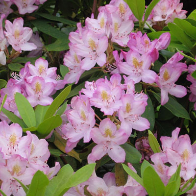 Rhododendron m. 'Roseum'