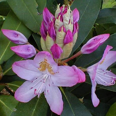 Rhododendron 'Maximum Pink'