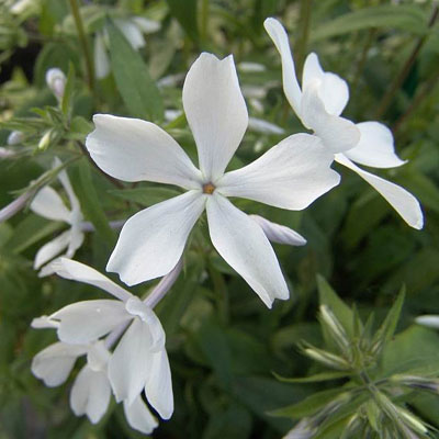 Phlox d. 'May Breeze'