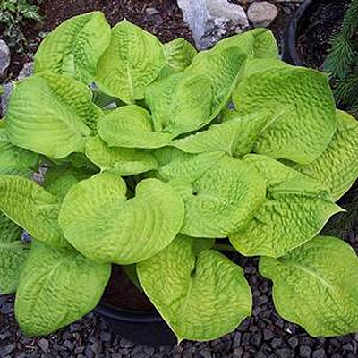 Hosta 'Mayflower Moon'