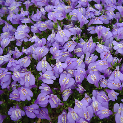 Mazus reptans