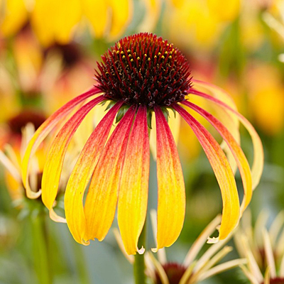 Echinacea x 'Fiery Meadow Mama'
