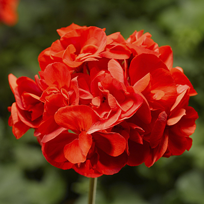 Geranium 'Calliope Medium Scarlet'