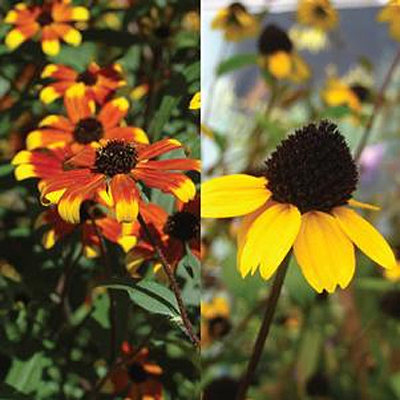 Rudbeckia triloba 'Medley Mix'
