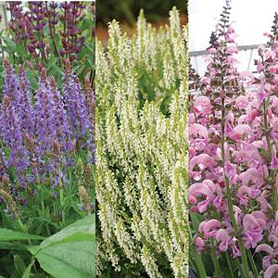 Salvia x 'Medley Mix'