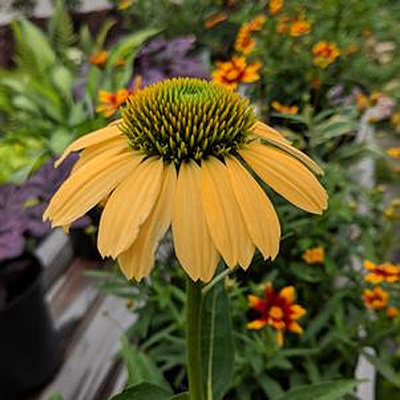Echinacea p. 'Mellow Yellows'