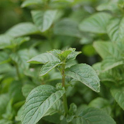 Mint
