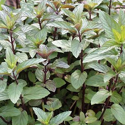 Mentha x piperita f. citrata 'Chocolate'