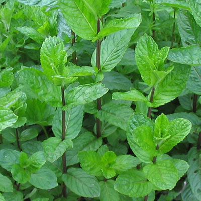 Mentha x piperita