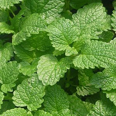 Mentha spicata