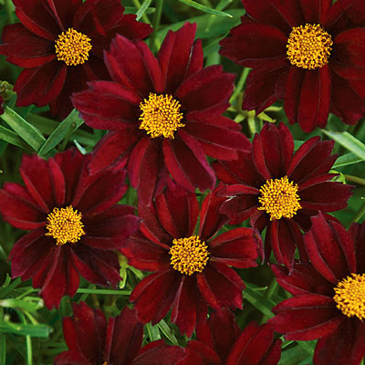 Coreopsis x 'Mercury Rising'