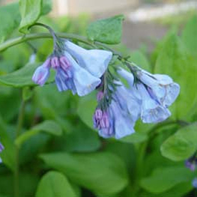 Mertensia virginica