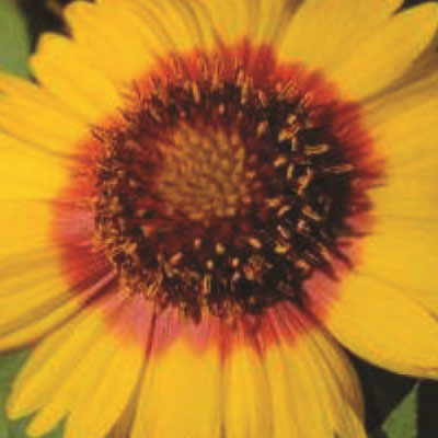 Gaillardia x g. 'Mesa Bright Bicolor'