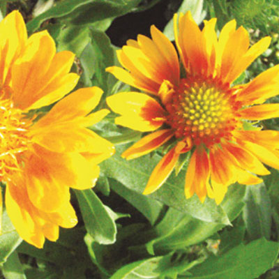 Gaillardia x g. 'Mesa Peach'