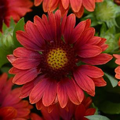 Gaillardia x g. 'Mesa Red'