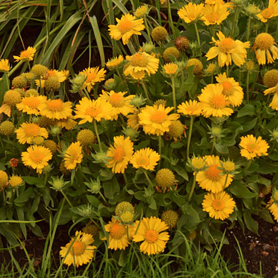 Gaillardia x g. 'Mesa Yellow'