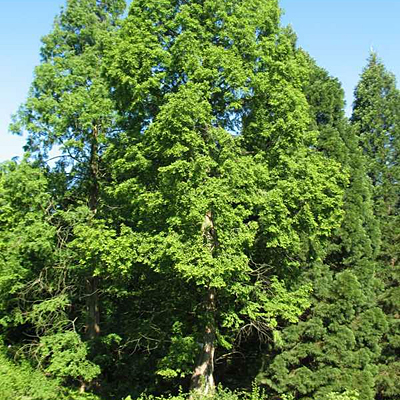 Metasequoia glyptostroboides