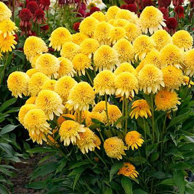 Echinacea x 'Cara Mia Yellow'