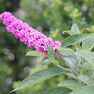 Buddleia d. 'Lo & Behold Pink Micro Chip'