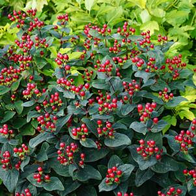 Hypericum a. 'Magical Midnight Glow'