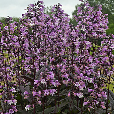 Penstemon d. 'Midnight Masquerade'