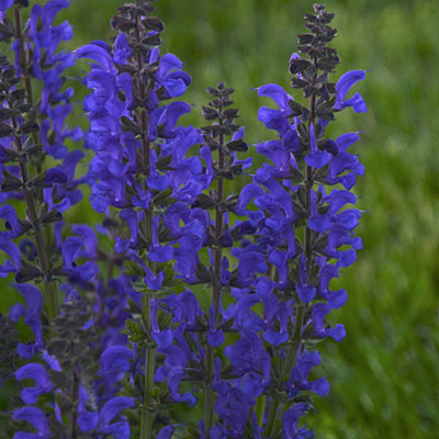 Salvia x 'Midnight Model'