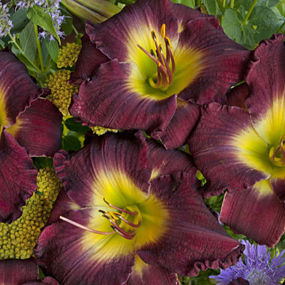 Hemerocallis 'Midnight Raider'