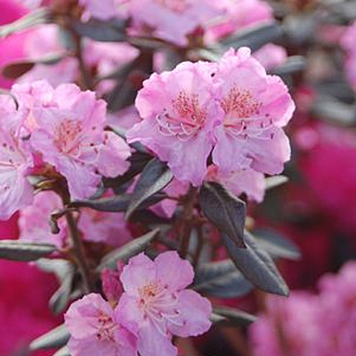 Rhododendron 'Midnight Ruby'