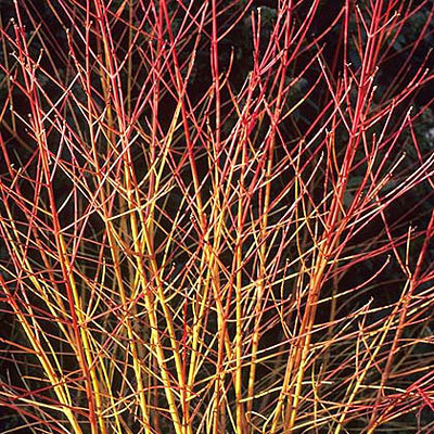 Cornus sang. 'Midwinter Fire'